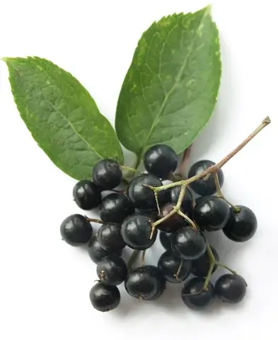 Photo of a bunch of elderberry