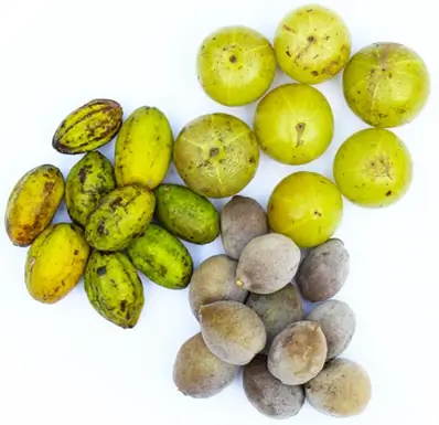 Photo of triphala fruit on counter