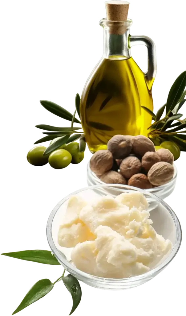 A glass bottle of olive oil with a cork stopper is displayed alongside olive branches bearing green olives, a small glass bowl of whole shea nuts, a clear bowl of creamy white shea butter, and a green leafy branch.