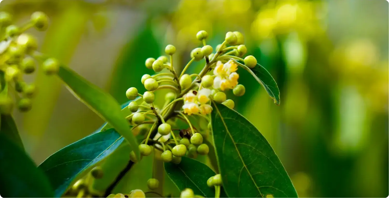 A close-up of a plant with clusters of small, round green buds and a few blooming yellowish-white flowers. The plant features elongated, glossy green leaves with prominent veins, set against a softly blurred background with green and yellow tones.