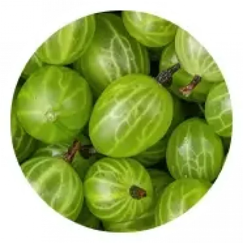 Section 08 Circle Indian Gooseberry