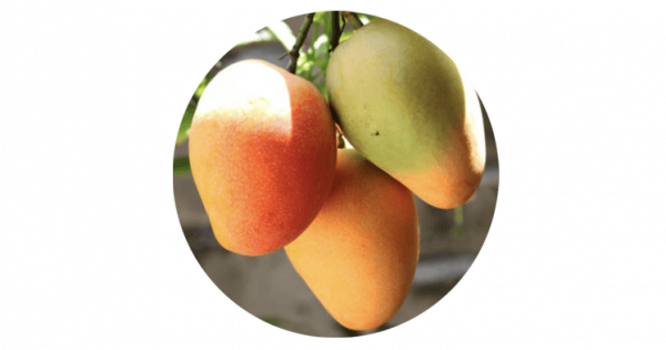mango-with-laurels